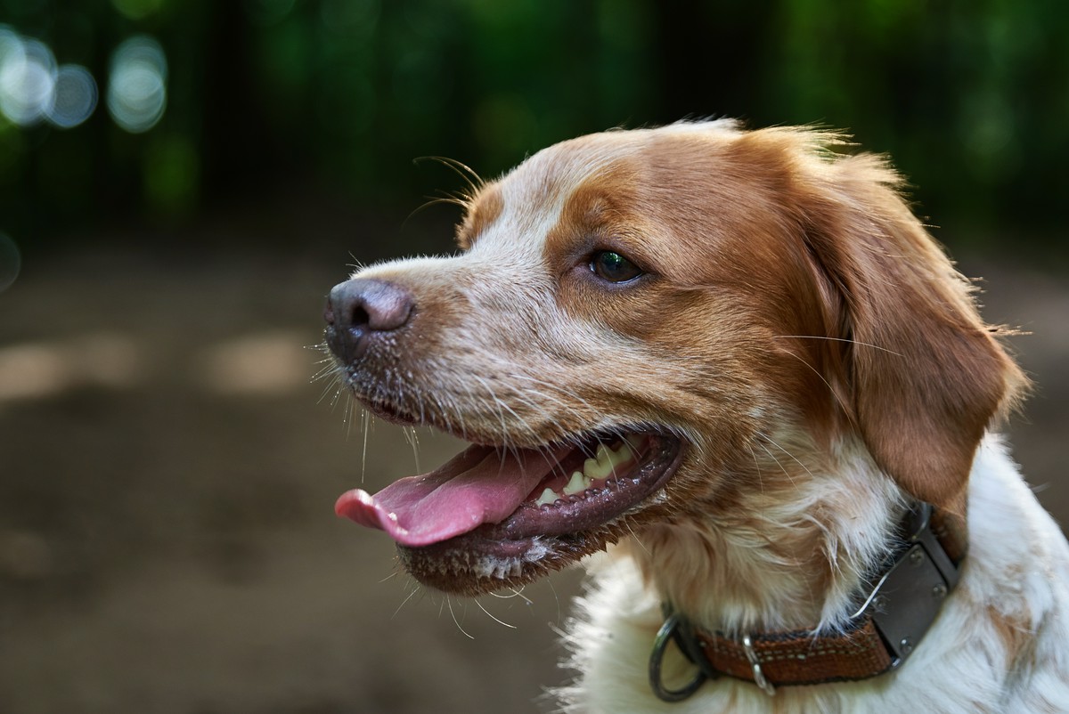 kot po sterylizacji